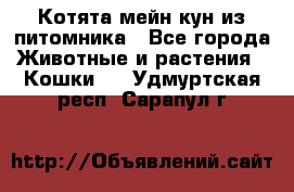 Котята мейн-кун из питомника - Все города Животные и растения » Кошки   . Удмуртская респ.,Сарапул г.